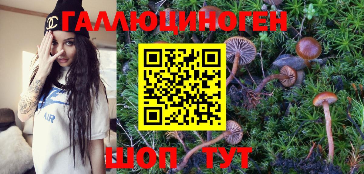 Псилоцибиновые грибы Psilocybe Черкесск